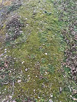 magicdickx21 online show from 02-20-26, 02:06