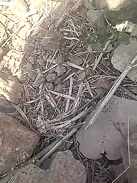 Snapshot of Cute_Boy_4 chatting on 02-18-26, 07:37 Cute Boy 4 online show from 02-18-26, 07:37