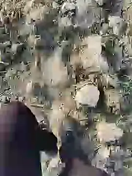 ThethunderPo online show from 01-19-25, 02:36