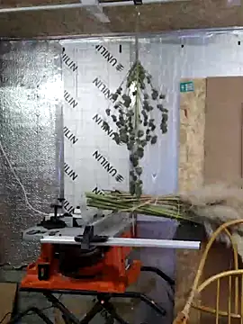 Snapshot of IronedTitan chatting on 12-12-24, 02:26 IronedTitan online show from 12-12-24, 02:26