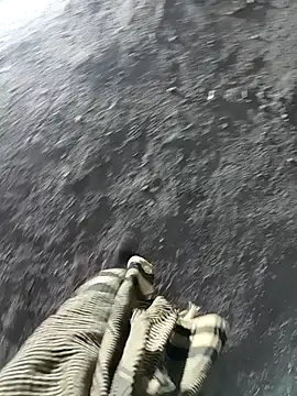 Bengali BULL1 online show from 11-17-25, 01:50