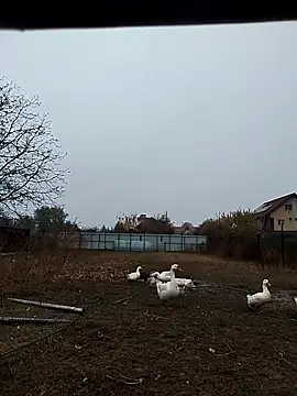 sarpe4 online show from 11-02-25, 06:38