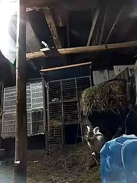 sarpe4 online show from 02-08-26, 06:44