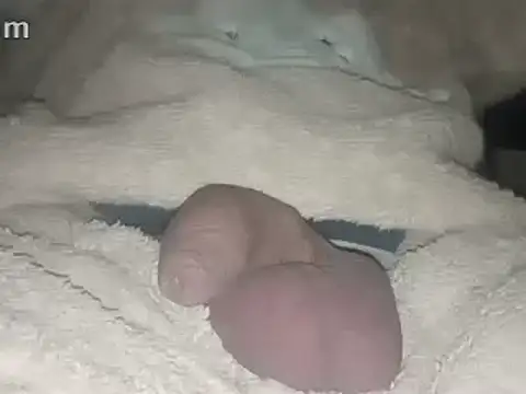 Bigdick666cm online show from 02-22-25, 03:45