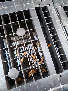 Ethangay online show from 02-25-26, 07:18