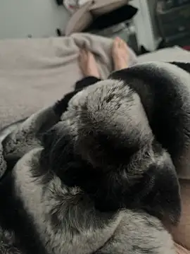 Furdale online show from 12-24-24, 11:17