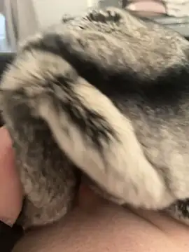 Furdale online show from 02-24-25, 04:26