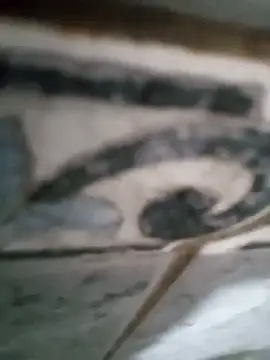 Junior013R online show from 09-17-25, 07:15