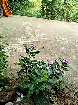 COUPLLE VILLAGE online show from 09-19-25, 02:35